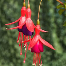 Black & Pink Fuchsia Flower Seeds for Planting | Heirloom Non-GMO High Germination Organic Garden Seeds