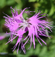 Dianthus Superbus Flower Seeds for Planting | Heirloom Non-GMO Organic Garden Seeds