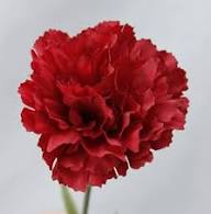 Deep Red Carnation Flower Seeds for Planting | Heirloom Non-GMO High Germination Organic Garden Seeds