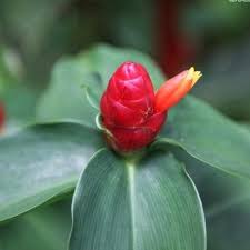 Orange Costus Flower Seeds for Planting | Heirloom Non-GMO, High Germination Organic Garden Seeds