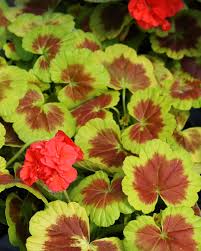 Green Geranium Flower Seeds for Planting | Heirloom Non-GMO High Germination