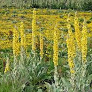 Flower Seeds, Seeds,Seeds For Planting,Plant Seeds