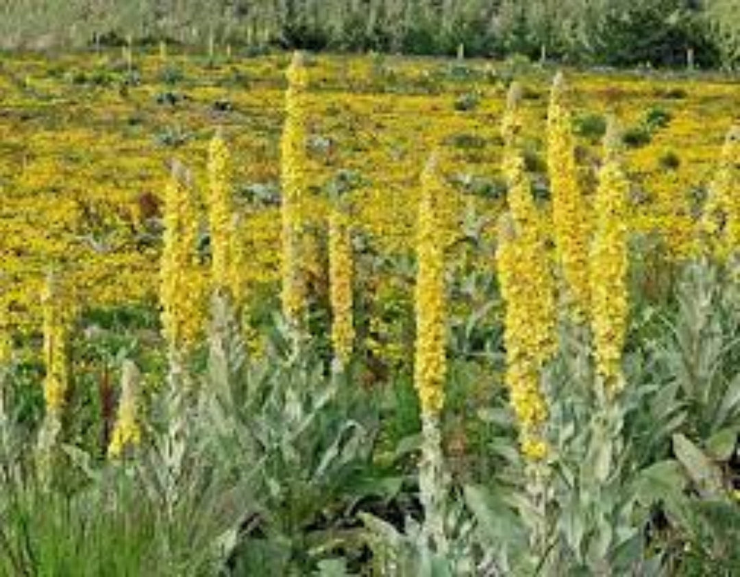 Flower Seeds, Seeds,Seeds For Planting,Plant Seeds