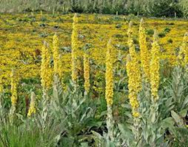 Flower Seeds, Seeds,Seeds For Planting,Plant Seeds