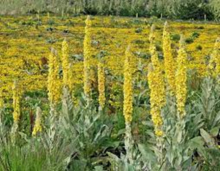Flower Seeds, Seeds,Seeds For Planting,Plant Seeds