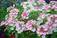 Pink White Verbena Flower Seeds for Planting Heirloom Non-GMO High Germination Organic Garden Seeds