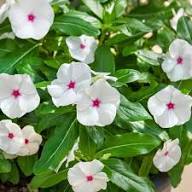 Periwinkle Flower Seeds for Planting | Heirloom Non-GMO High Germination Organic Garden Seeds