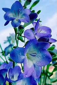 Blue Freesia Flower Seeds for Planting – Heirloom Non-GMO Seeds for Planting with High Germination