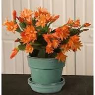Dark Orange Zygocactus Flower Seeds for Planting – Heirloom, Non-GMO, High Germination Garden Seeds