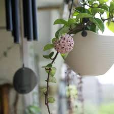 Hoya Carnosa Flower Seeds for Planting – Heirloom, Non-GMO, High Germination Organic Garden Seeds