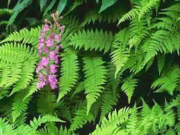 Fern Flower Seeds for Planting – Heirloom, Non-GMO, High Germination Organic Garden Seeds