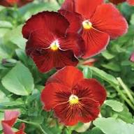 Pansy Flower Seeds for Planting – Heirloom, Non-GMO, High Germination Organic Garden Seeds