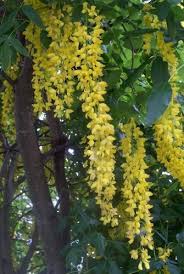 Chain Flower Seeds for Planting – Wildflower Mix, Heirloom, GMO Free Organic Garden Seeds