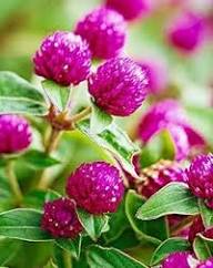 Magenta Flower Seeds for Planting – Shade Tolerant, Heirloom, Non-GMO, High Germination Garden Seeds