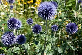 Echinops Ritro Flower Seeds for Planting | Heirloom, Non-GMO, High Germination Organic Garden Seeds for Drought-Tolerant Blooms