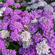 Violet Iberis Flower Seeds for Planting | Heirloom Non-GMO High Germination Organic Garden Seeds