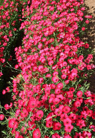 Scarlet Flax Flower Seeds for Planting – Heirloom, Non-GMO, High Germination Organic Garden Seeds