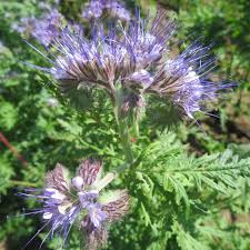 Purple Phacelia Flower Seeds for Planting | Heirloom Non-GMO Organic Garden Seeds, High Germination