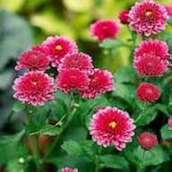 Deep Red White Chrysanthemum Flower Seeds for Planting – Heirloom, Non-GMO, Compact Growth Organic Garden Seeds