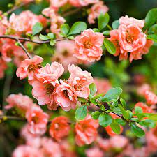 Pink Chaenomeles Flower Seeds for Planting – Beautiful Ornamental Shrub