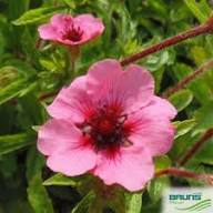 Red Willmott Flower Seeds for Planting | Heirloom Non-GMO High Germination Organic Garden Seeds