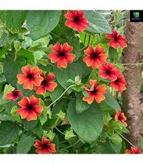 Thunbergia Flower Seeds for Planting - Heirloom, Non-GMO, High Germination Organic Garden Seeds