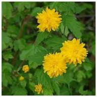 Kerrie Flower Seeds for Planting – Heirloom, Non-GMO, High Germination Organic Garden Seeds