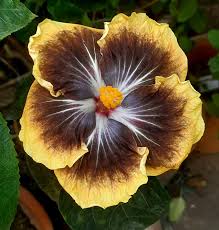 Black Yellow Hibiscus Flower Seeds for Planting – Heirloom, Non-GMO, High Germination Organic Garden Seeds