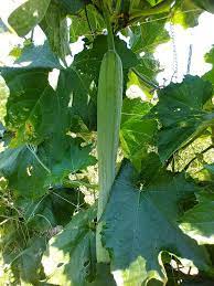 Green Zucca Luffa Seeds for Planting – Heirloom Non-GMO Dual-Purpose Vegetable Seeds with High Germination for Organic Gardens