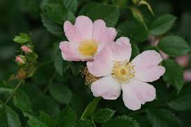 Rosa Canina Flower Seeds for Planting - Heirloom, Non-GMO, High Germination Organic Garden Seeds