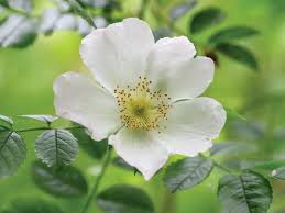 White Rosa Canina Flower Seeds for Planting – Sun Loving Heirloom Non-GMO Seeds