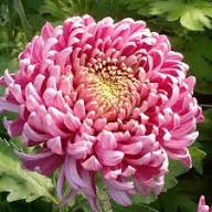 Pink White Chrysanthemum Flower Seeds for Planting – Heirloom, Non-GMO, Drought-Tolerant Garden Seeds