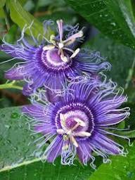 PassionFlower Seeds for Planting Low Maintenance Heirloom Non-GMO High Germination Organic Garden Seeds