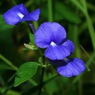 Blue Abutilon Striatum Flower Seeds for Planting – Heirloom, Non-GMO, High Germination Organic Garden Seeds