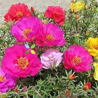 Pink Moss-Rose Flower Seeds for Planting – Heirloom, Non-GMO, High Germination Organic Garden Seeds