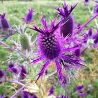 Purple Eryngium Flower Seeds for Planting Heirloom Non-GMO High Germination Organic Garden Seeds