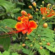 Caesalpinia Pulcherrima Flower Seeds for Planting – Heirloom, Non-GMO, Sun Loving Organic Garden Seeds