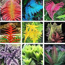 Fern for Planting Mixed Color – Seasonal Bloomer, Heirloom, Non-GMO, High Germination Organic Garden Seeds