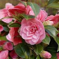 Pink Camellia Flower Seeds for Planting | Heirloom Non-GMO High Germination Organic Garden Seeds