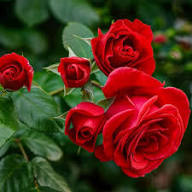Full Red Rose Flower Seeds for Planting | Heirloom Non-GMO High Germination
