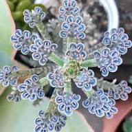 Kalanchoe Flower Seeds for Planting – Cottage Garden Essential Heirloom, Non-GMO, High Germination Organic Garden Seeds