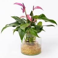 Pink Sky Green Anthurium Flower Seeds for Planting – Heirloom, Non-GMO, High Germination Organic Garden Seeds