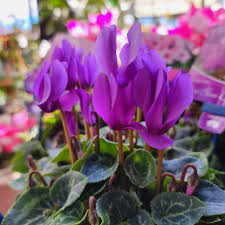 Purple Cyclamen Flower Seeds for Planting | Heirloom Non-GMO High Germination Organic Garden Seeds