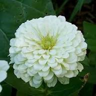 White Oklahoma Flower Seeds for Planting – Heirloom, Non-GMO, High Germination Organic Garden Seeds