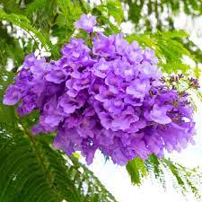 Flower Seeds, Seeds,Seeds For Planting,Plant Seeds