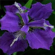 Lavender Tectorum Flower Seeds for Planting – Heirloom, Non-GMO, High Germination Organic Garden Seeds