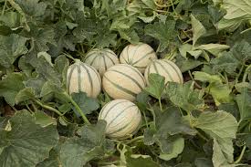 Charentais Cantaloupe Melon Seeds – Heirloom Netted Musk Melon with Sweet Orange Flesh for Home Garden Planting