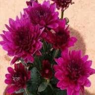 Heirloom Pink Argyranthemum Flower Seeds for Planting | Hardy Variety Non-GMO Organic Garden Seeds
