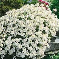 White Aubrieta Rock Cascade Flower Seeds for Planting, Heirloom Non-GMO Organic Garden Seeds