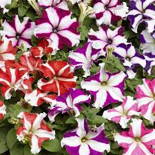 Ultra Star Petunia Violacea Flower Seeds for Planting - Heirloom, Non-GMO, High Germination Organic Garden Seeds